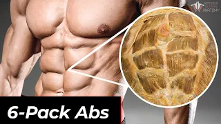 The Anatomy of 6-Pack Abs: How They Work & How To Train Them