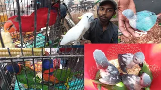 lalukhet Birds Market 2024 latest update of Exotic Parrot Baby price 17 march || Sunday biggest bird