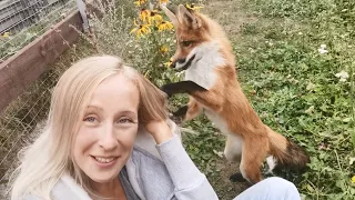 Про жизнь с лисой - About Living with Foxes 🦊🦊🦊