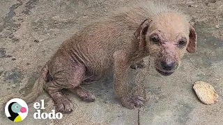 Mujer encuentra y transforma la vida de una pequeña perrita con sarna | El Dodo
