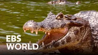 Wild Brazil - Part 2. Pantanal, a Wild ParadiseㅣTravelogue Earth