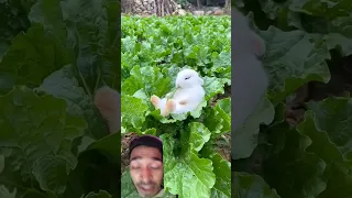 Puppy treats thepig as its mother😂😂 ThanksThe little rabbit fell asleep while eating vegetables🥬🥬