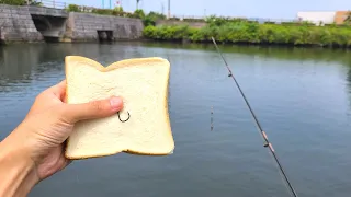 食パン投げたら着水10秒で1ｍの化物巨大魚がヒットする衝撃映像