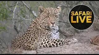safariLIVE - Sunset Safari - August 23, 2018
