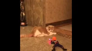😍OMG So Cute Cats ♥ Best Funny Cat Videos 2021 #96 | Kitty and Veena