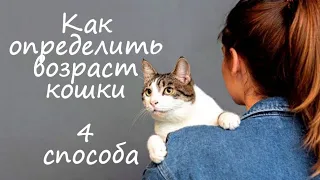 Как определить возраст кошки  4 способа How to determine the age of a cat  Як визначити вік кішки