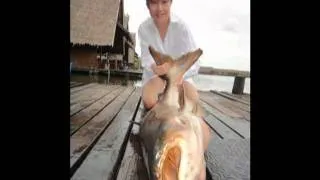 50KG & 40KG Giant Mekong Catfish Thailand By BKKGUY