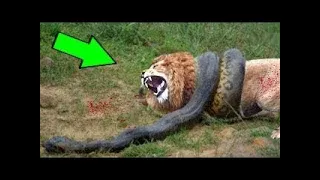 Lion Vs Python  Big Cat Vs Python Fight To Death   Leopard Vs Python   Wild Animals Attack