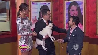 La impactante historia de la perrita de Reynaldo Rossano