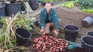 Enormous harvest of Container Grown Potatoes