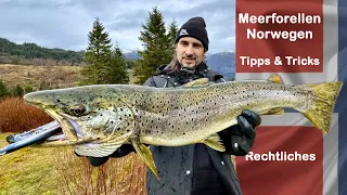 Big sea trout in Norway - tips, tricks & legal information