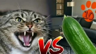 CATS vs CUCUMBERS 🥒🐱😆 Funny Cats Cucumbers Кошки огурцы Коты огурцы смешные кошки 2020 🐱🥒🌪️