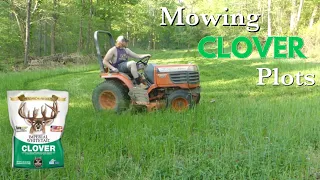 MOWING my CLOVER food plot for the first time!