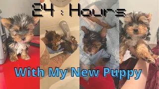 First 24 Hours With My #new  Puppy|I Got A #puppy  #yorkie | #vlog