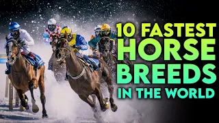 From Thoroughbreds to Arabians: Top 10 Fastest Horse Breeds