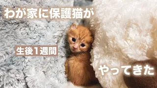 【生後一週間】わが家に子猫がやってきました（保護猫）