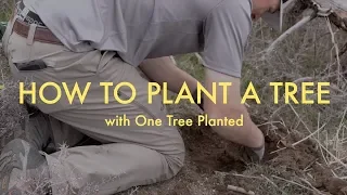 How to plant a tree in your backyard  | One Tree Planted