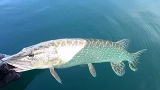 Pêche du brochet sur le lac Léman