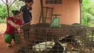 Dog slaughterhouse closed by animal welfare group