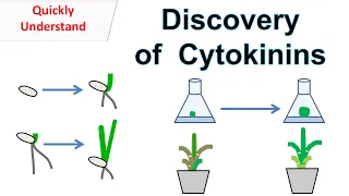 Discovery of Cytokinins | Function of cytokinins