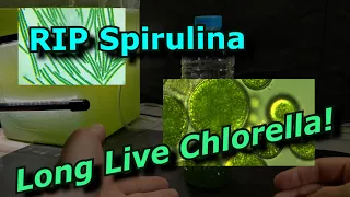 My Spirulina Culture died, so I switched to growing Chlorella!