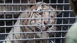 Tigrat e bardhë largohen nga kopshti i Argjentinës drejt rezervatit në SHBA - Pa koment
