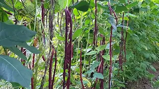 Beautiful purple long beans! 高颜值的紫色豆角
