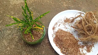 How to grow plants faster using coco peat