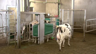GEA Dairy Farming - Experiences with the new Monobox at the Valkengoed farm – Testimonial EN
