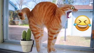 Best Funny Animals 2024 😂 Funniest Cats and Dogs 😻🐶 Part 3