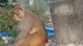 One monkey in Nepal
