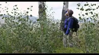 Yellowstone: the return of the wolf