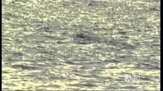 Cape Cod shark attack 911 call