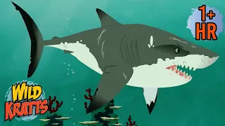 Jaws of Fun! Shark Attack Adventure | Full Episodes | Wild Kratts