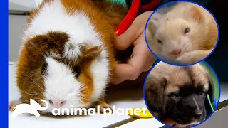 Planned Pethood Plus' Tiniest (And Extra Cute) Patients! | Dr. Jeff: Rocky Mountain Vet