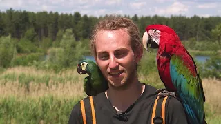 Free Flight with parrots is a lifestyle of Niels Convens