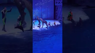 4K Sea Symphony, The best musical water animals show, Moscow, Mosquarium with Orca, Dolphins, Seals