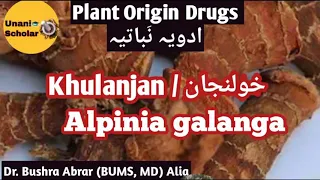 Khulanjan/خولنجان,Alpinia galanga,Plant Origin Drugs,Advia Mufradah lecture with slide presentation