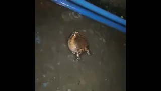 Stupid gay idiot frogs fighting