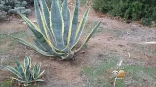 Sub-Freezing Temperatures Linger Across Southern California