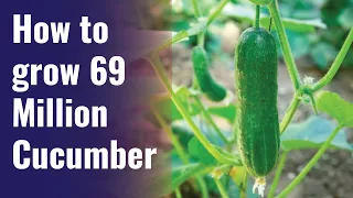 How To Grow 69 Million Of Cucumbers In Greenhouse And Harvest   Modern Agriculture Technology 11