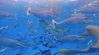 Maldives underwater Fish world | Shark and Colorful fish