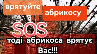 Захист абрикоси від моніліозу. Користь плодів і чому зараз не має врожаю без обробок.