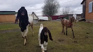 ПАКИСТАНСКИЕ КОЗЫ КАМОРИ(ПАТЭРИ)PATERI GOATS БОЧКА ИЗ СЛАВОНСКОГО ДУБА "PARTIZAN"