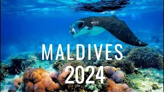 Maldives - underwater world / Maledivy (2024)