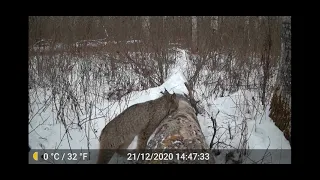 Canadian Lynx checking out the camera trap