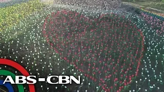 Rated K: Layugan Garden 10,000 Tulips sa Bucay, Abra