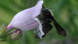 Bumble bees in Texas (4K) - Panasonic 100-400mm lens on GH5 II (GH5M2) camera