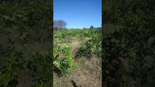 Video de limon(7)