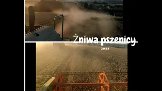 Żniwa PSZENICY 2022 w GR MANIEK ★ Claas Dominator 68/Steyr 4085 /Ursus C-385